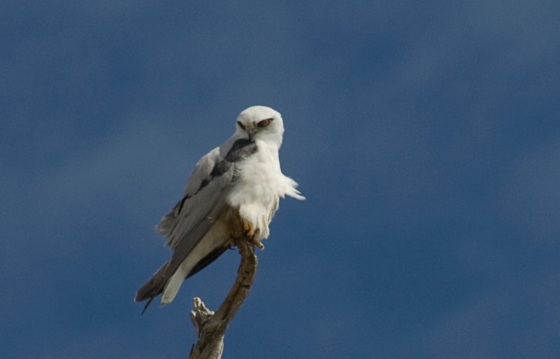 white eagle 7.jpg